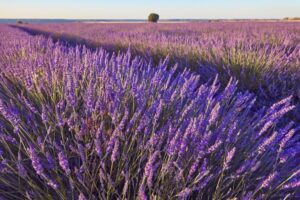 Τομείς Ειδικότητες ΕΠΑΛ 2022-2023