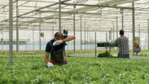 Agronomist team working at agriculture environment for vegetables
