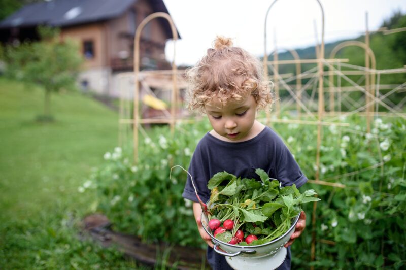Portrait of small girl carrying radishes in vegetable garden, sustainable lifestyle.