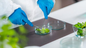Plant laboratory. Biology technician working with plants